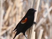 Redwing Blackbird in cattails