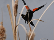 Coming in for a landing