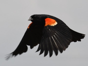 Flying blackbird
