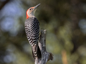 Red-bellied Woodpecker