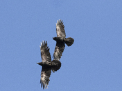 Ravens