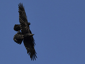 Ravens
