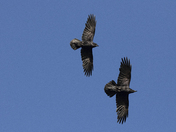 Ravens
