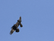 Ravens
