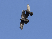 Ravens
