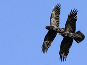 Ravens