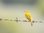Pretty little yellow warbler