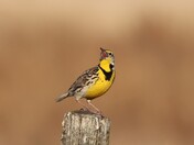 Lets sing for Spring!