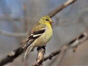 Birdwatching at FortWhyte Alive