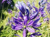 Blue Camas in Mitlenatch Island Nature Park, BC