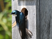 Tree Swallow