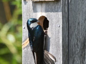 Swallow and nest box