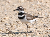 Killdeer