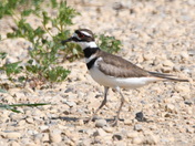 Lone Killdeer