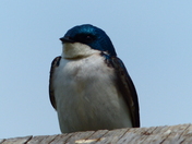 Checking out the Scene