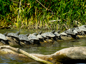 Pretty Maids All In A Row