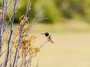 hummingbird
