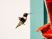 thirsty hummingbird