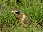 American bittern