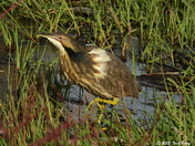 American bittern