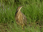 American bittern