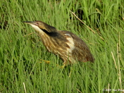 American bittern