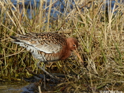 Black-tailed godwit