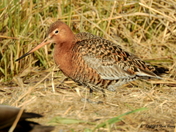 Black-tailed godwit