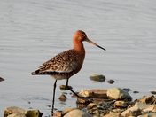 Black-tailed godwit