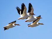 Pelicans in Flight