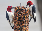 The Red-Heads