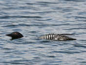 Curious loon