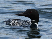 Common Loon