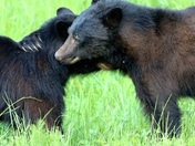 Everyone Needs a Bear Hug