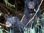 Always One in the Family 