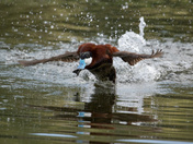 Walking on Water