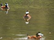 Three's a Crowd