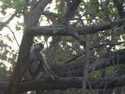 Monkeys & Sarus Crane