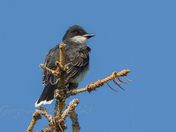 Eastern Kingbird