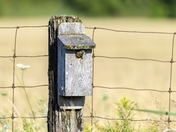Eastern Bluebird with fecal sac