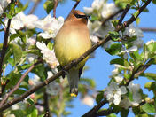 Bird and Blossom.
