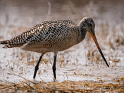 Marbled Godwit