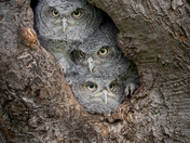 Cramped Quarters .... Eastern Screech Owlets