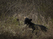 Black Bears