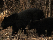 Black Bears