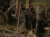 Black Bears