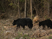 Black Bears