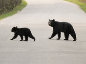 Black Bears