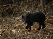 Black Bears