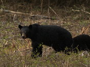 Black Bears